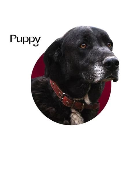 PUPPY, senior Mixed Breed for adoption at DogHorseCity, Toledo