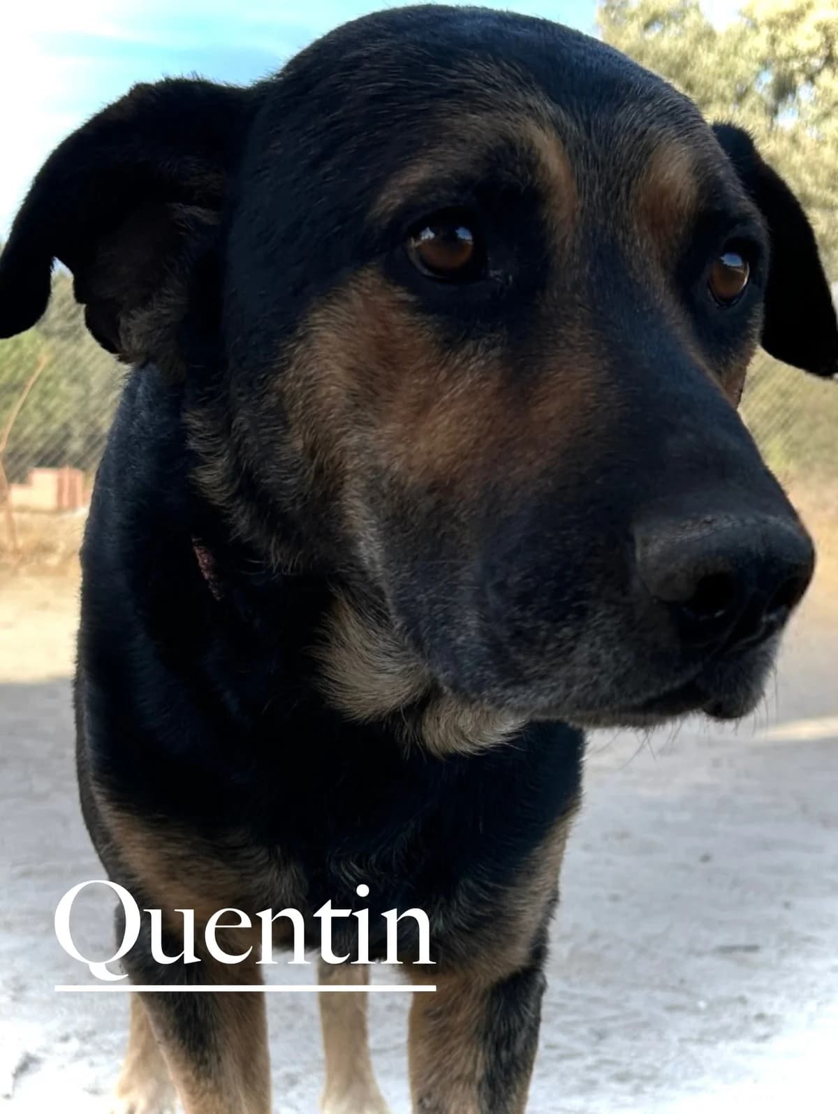QUENTIN, male young Mixed Breed for adoption at DogHorseCity, Toledo