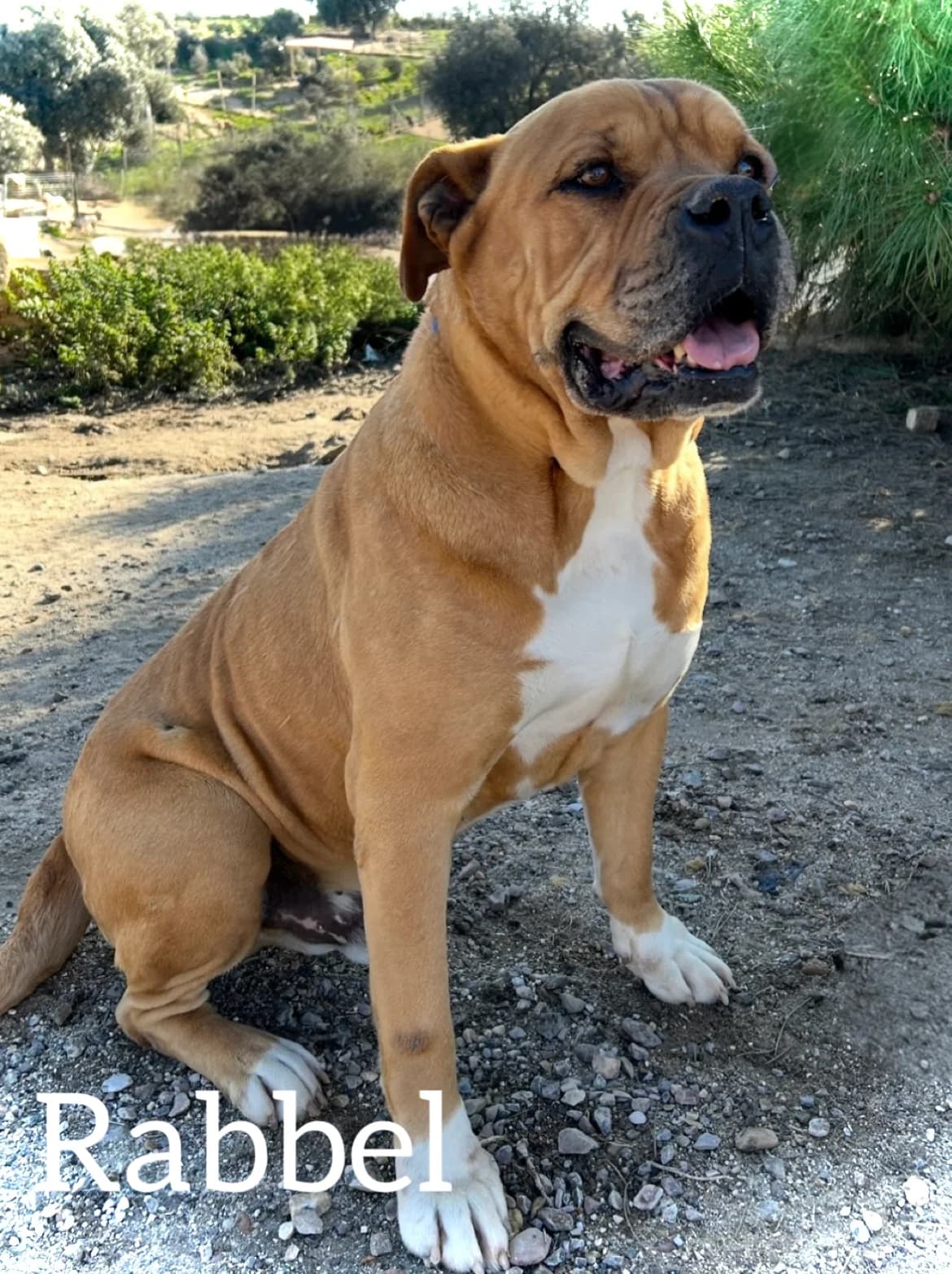 RABBEL, male senior Shar Pei for adoption at DogHorseCity, Toledo
