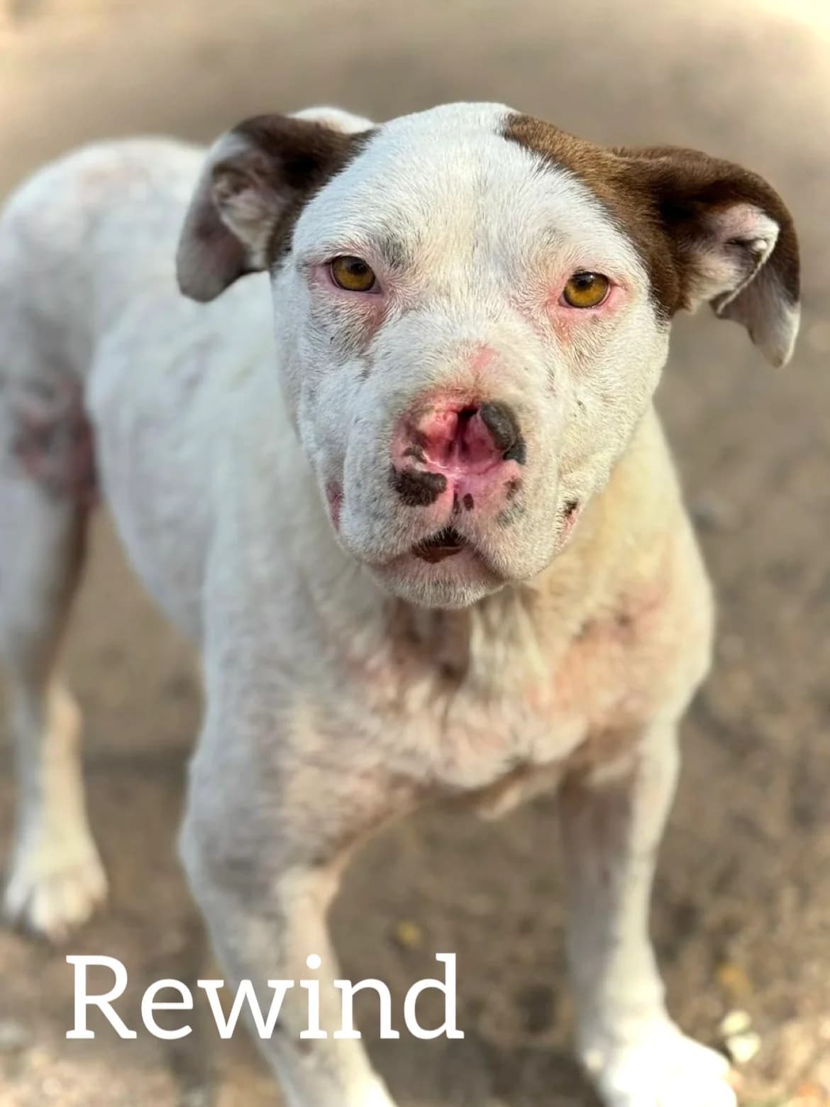 REWIND, male 5yo Pit Bull Terrier for adoption at DogHorseCity, Toledo