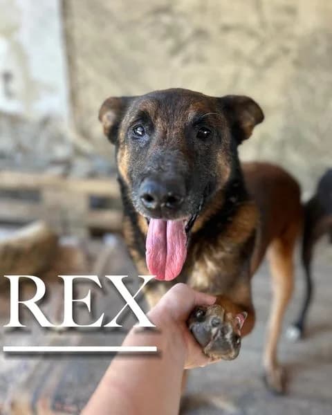 REX, 7yo Belgian Malinois for adoption at DogHorseCity, Toledo
