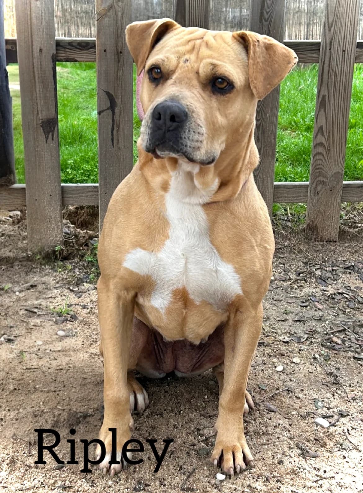 RIPLEY, female 4yo American Staffordshire Terrier for adoption at DogHorseCity, Toledo