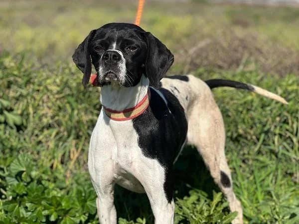 RITA, female Mixed Breed for adoption at DogHorseCity, Toledo