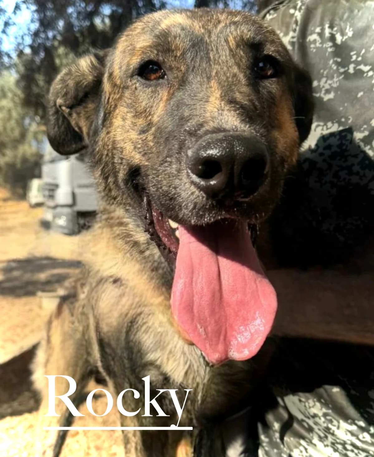 ROCKY, male young Belgian Malinois for adoption at DogHorseCity, Toledo