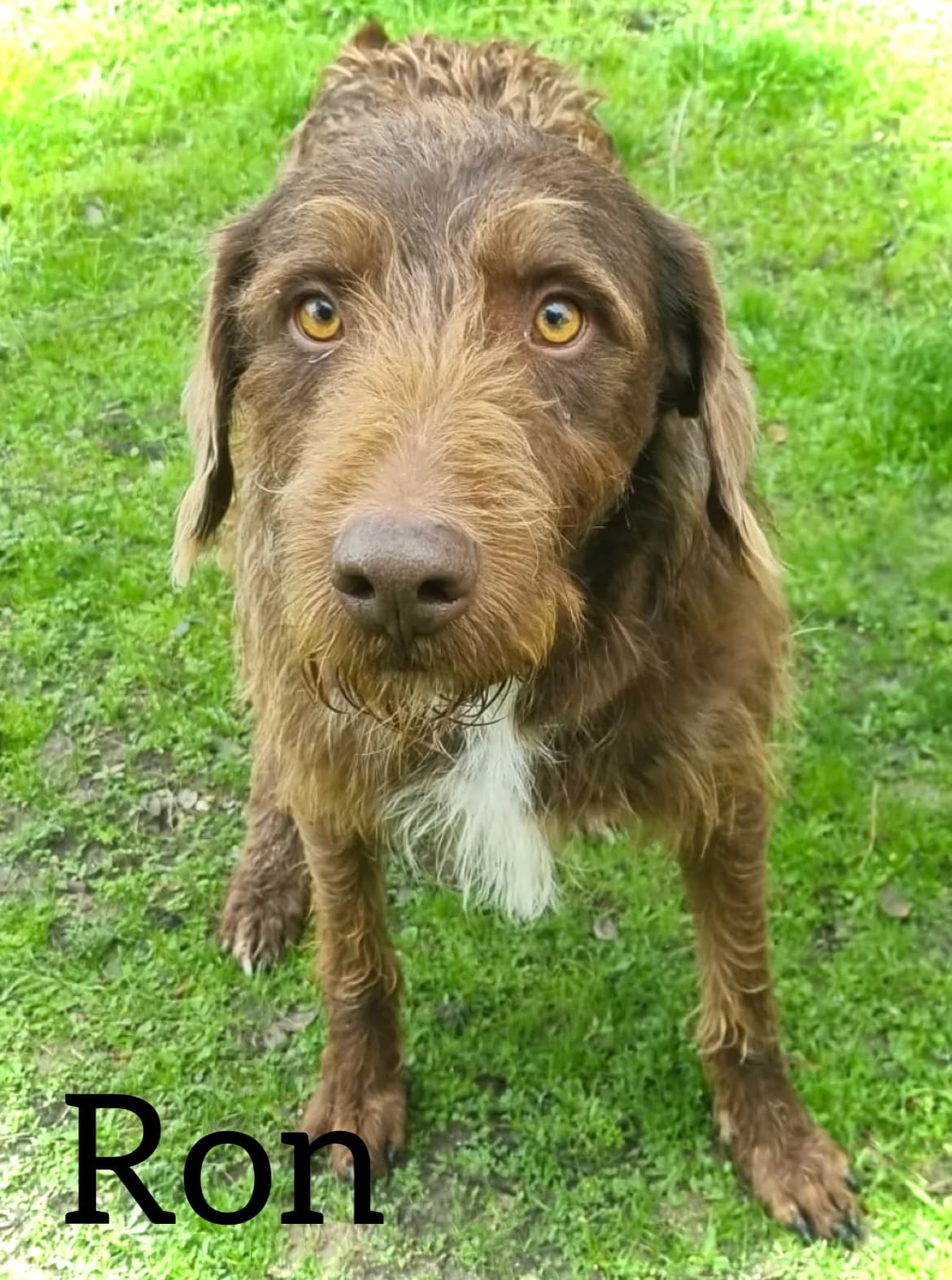 RON, male 4yo mixed breed for adoption at DogHorseCity, Toledo