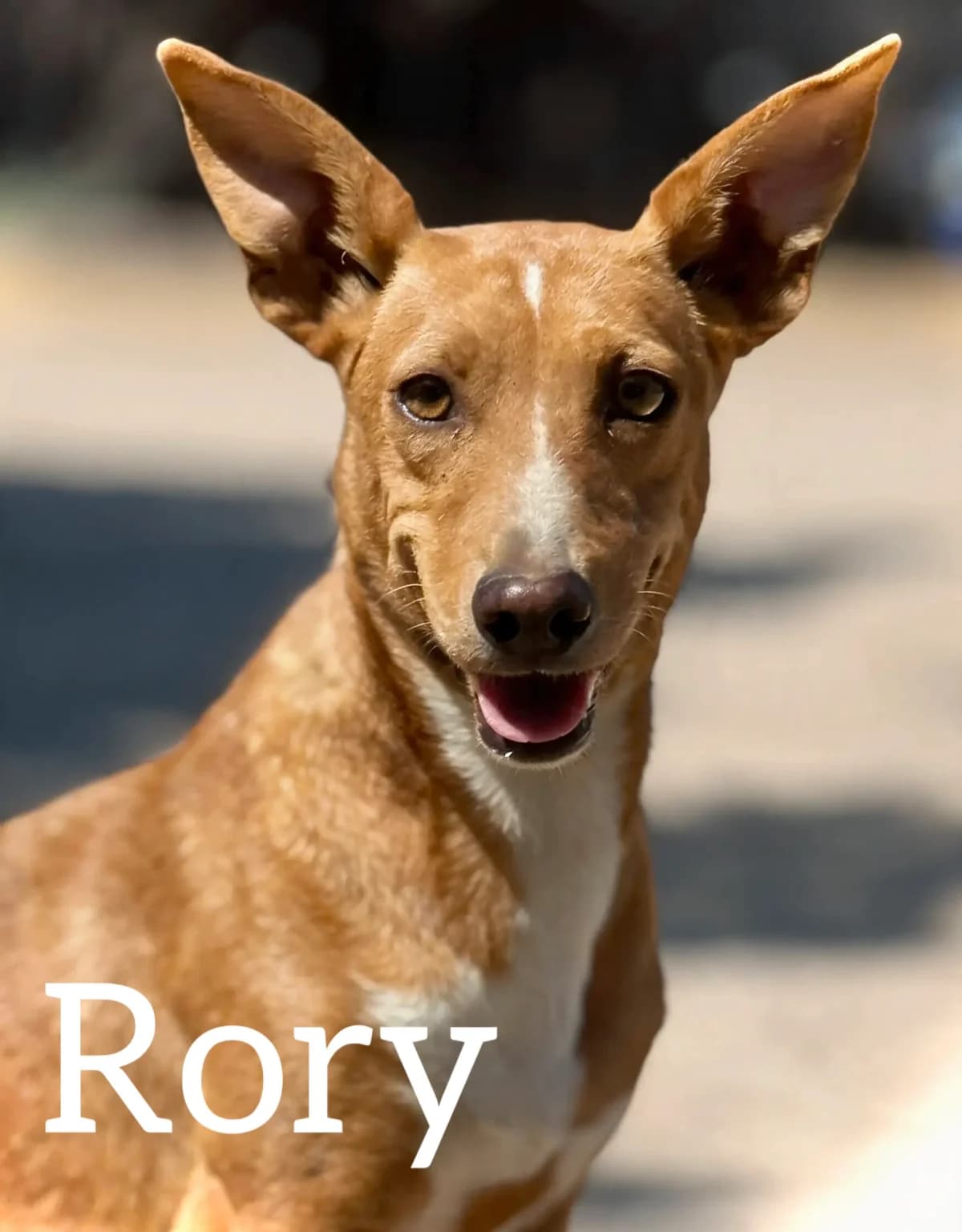 RORY, male young Podenco for adoption at DogHorseCity, Toledo