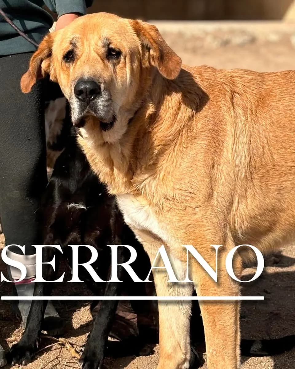 SERRANO, 5yo Spanish Mastiff for adoption at DogHorseCity, Toledo