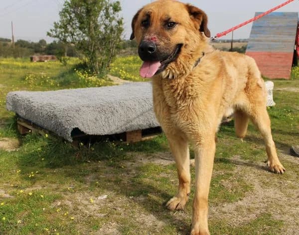 SEYMOUR (Vaya Huellas), 6yo Mixed Breed for adoption at DogHorseCity, Toledo