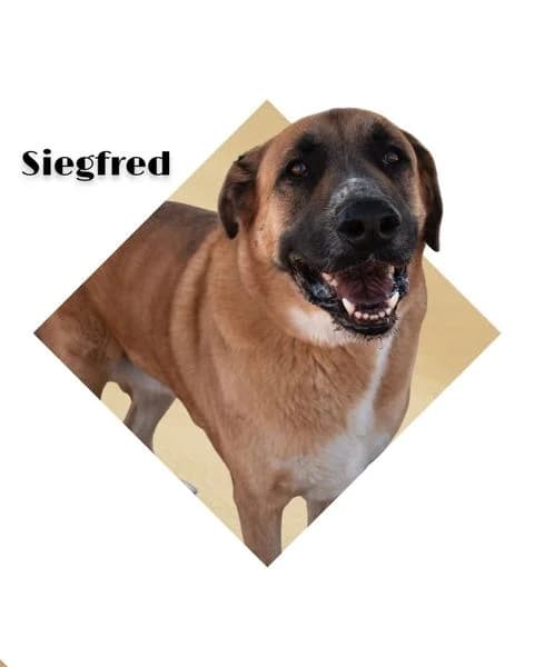 SIEGFRED, senior Spanish Mastiff for adoption at DogHorseCity, Toledo