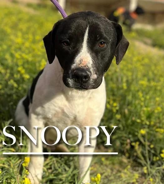 SNOOPY, 4yo Mixed Breed for adoption at DogHorseCity, Toledo