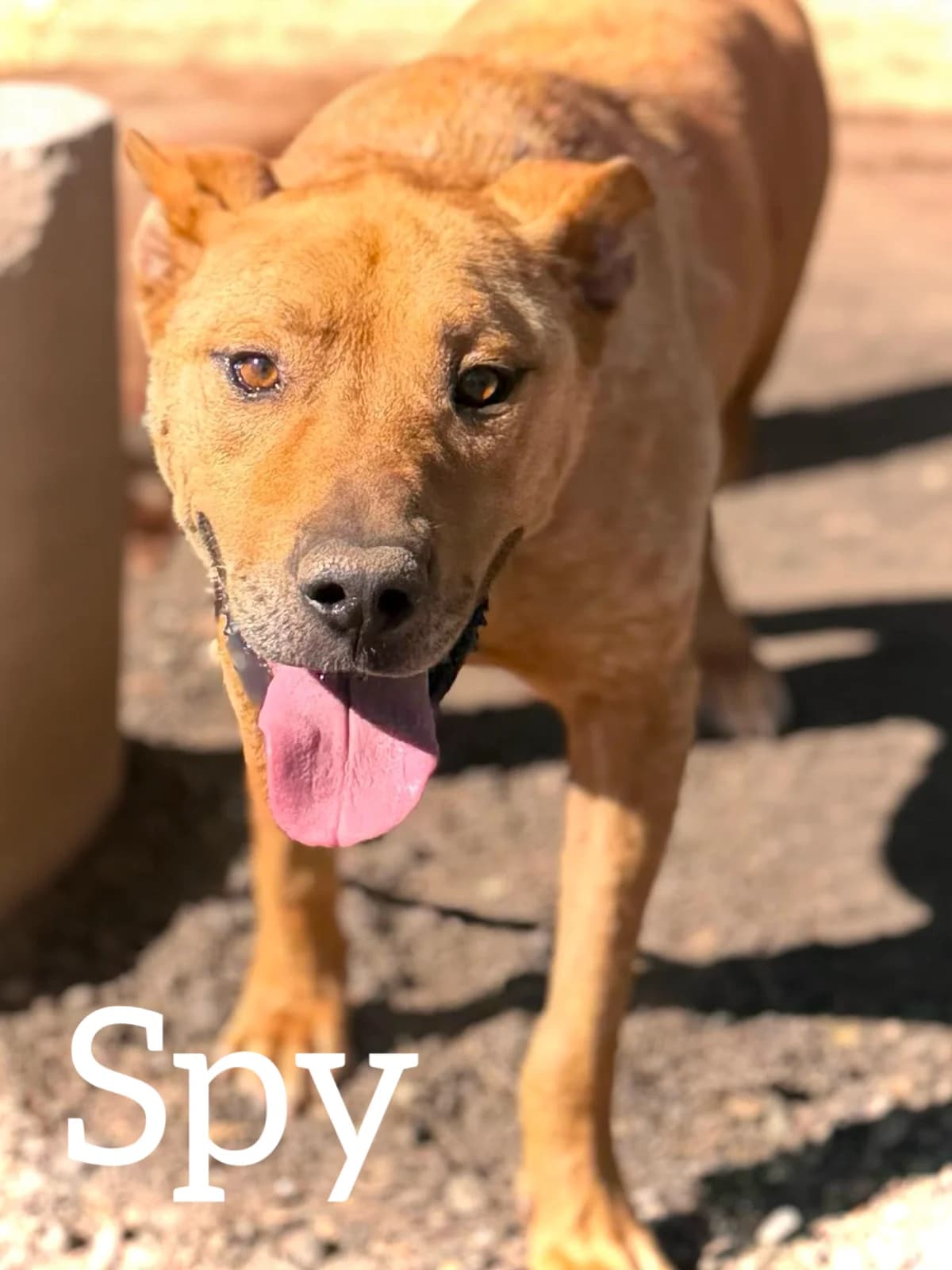 SPY (@vayahuellas), male 6yo Mixed Breed for adoption at DogHorseCity, Toledo