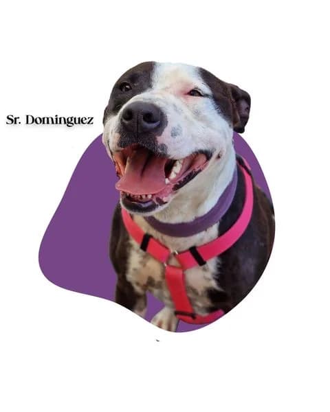 SR. DOMINGUEZ, 6yo Pit Bull Terrier for adoption at DogHorseCity, Toledo