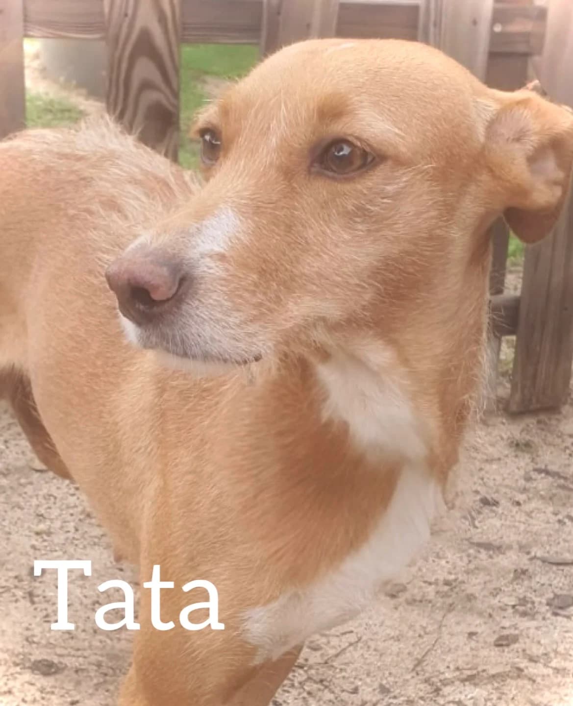 TATA, female 3yo Podenco for adoption at DogHorseCity, Toledo
