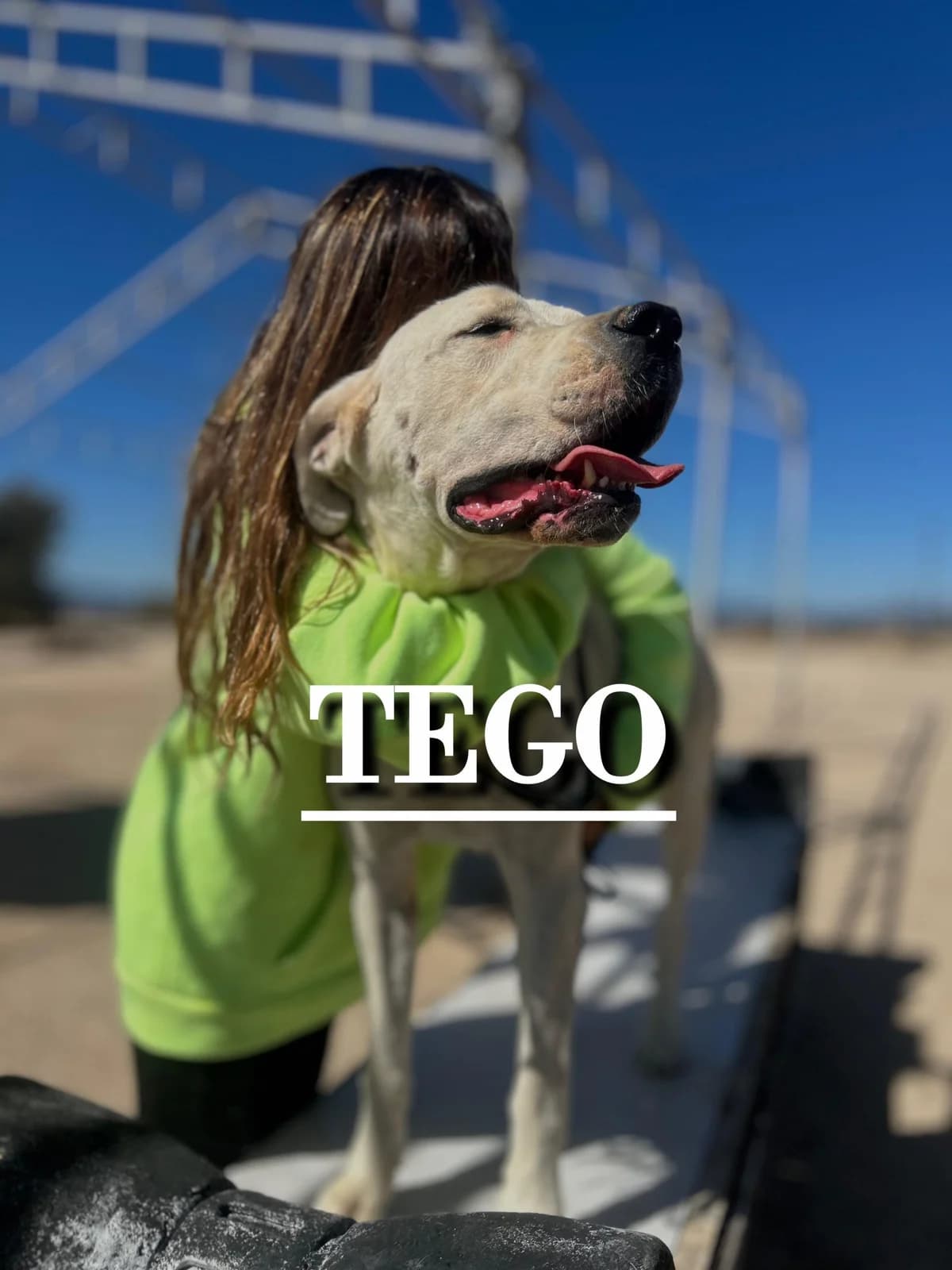 TEGO, 7yo Dogo Argentino for adoption at DogHorseCity, Toledo