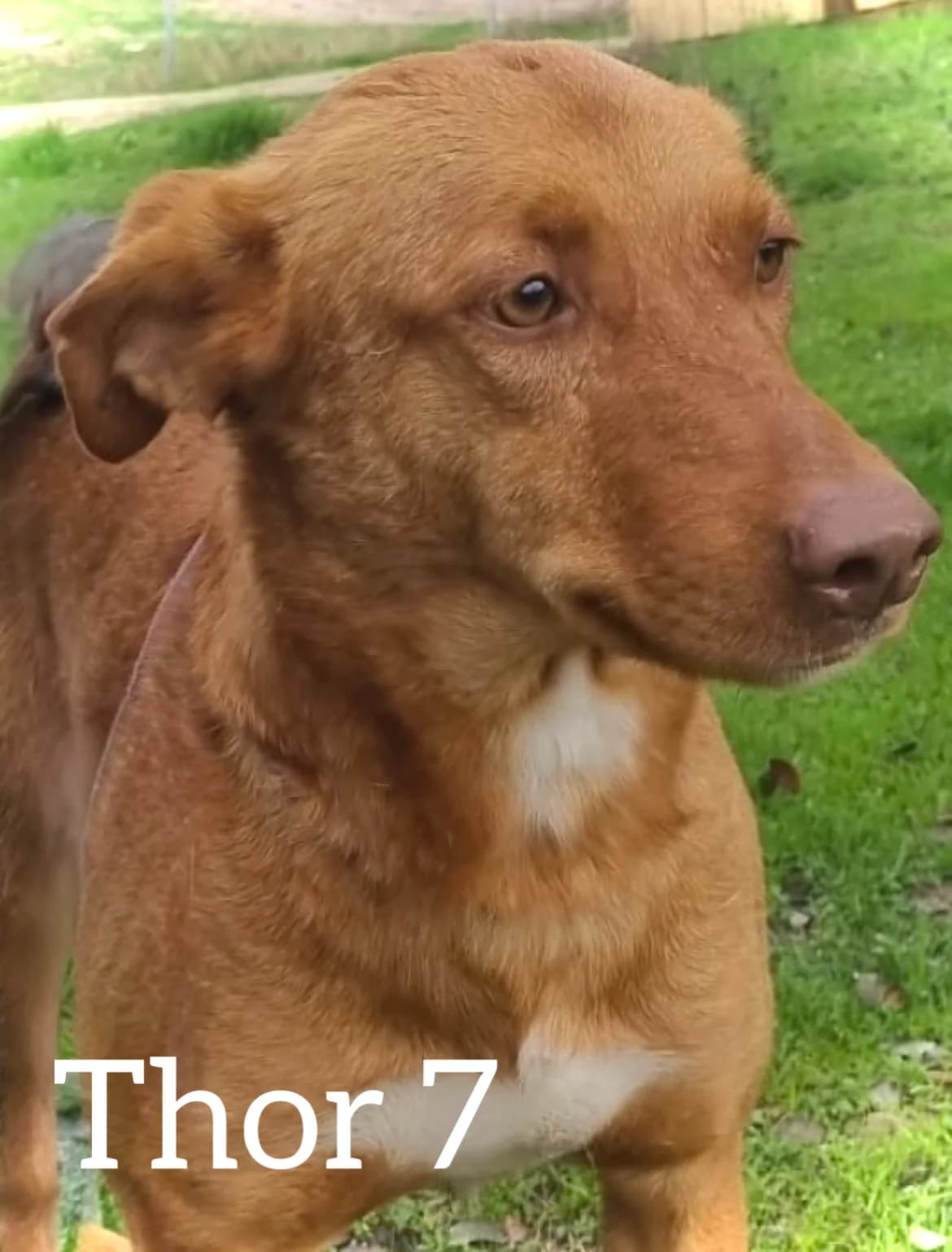 THOR 7, male young Podenco for adoption at DogHorseCity, Toledo