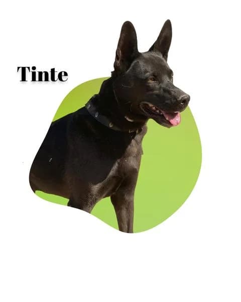 TINTE, senior Mixed Breed for adoption at DogHorseCity, Toledo