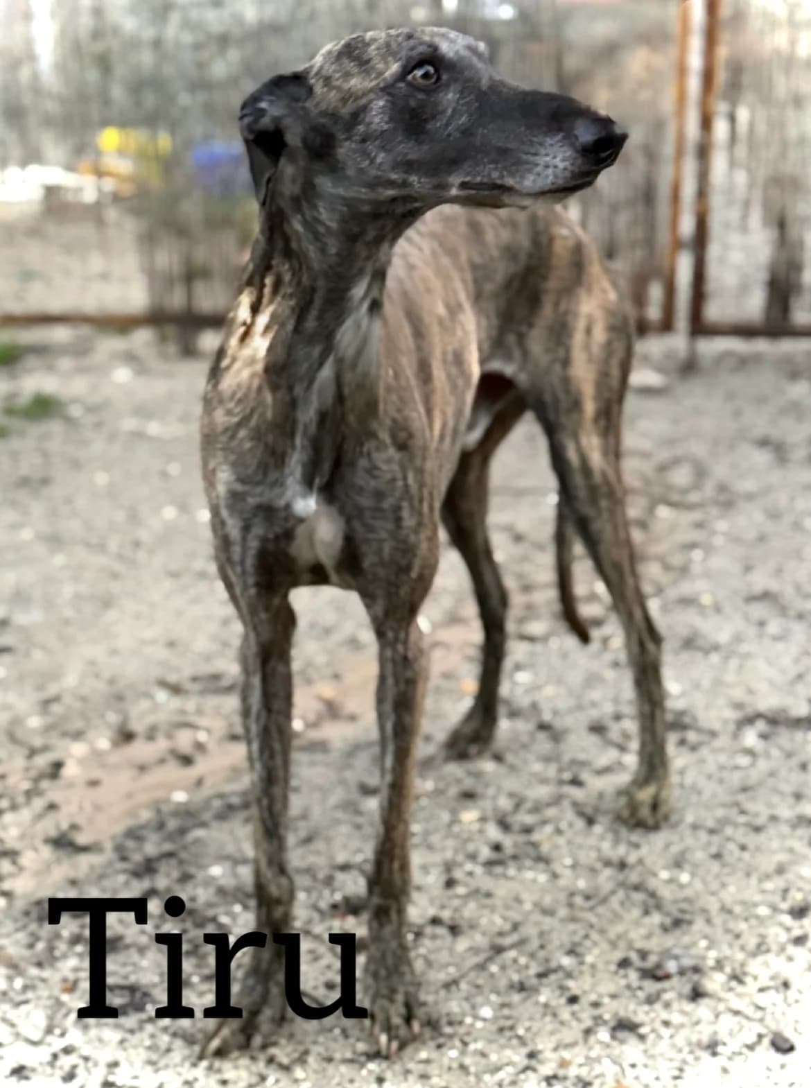 TIRU, male 6yo Galgo Español for adoption at DogHorseCity, Toledo