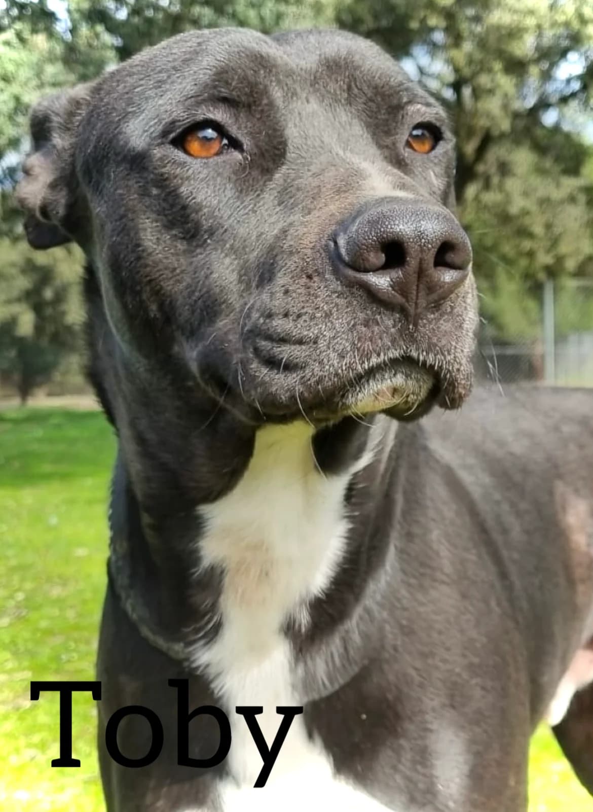 TOBY, male 3yo Pit Bull Terrier for adoption at DogHorseCity, Toledo