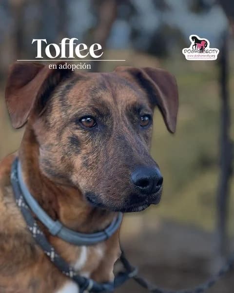 TOFFEE, 5yo Mixed Breed for adoption at DogHorseCity, Toledo