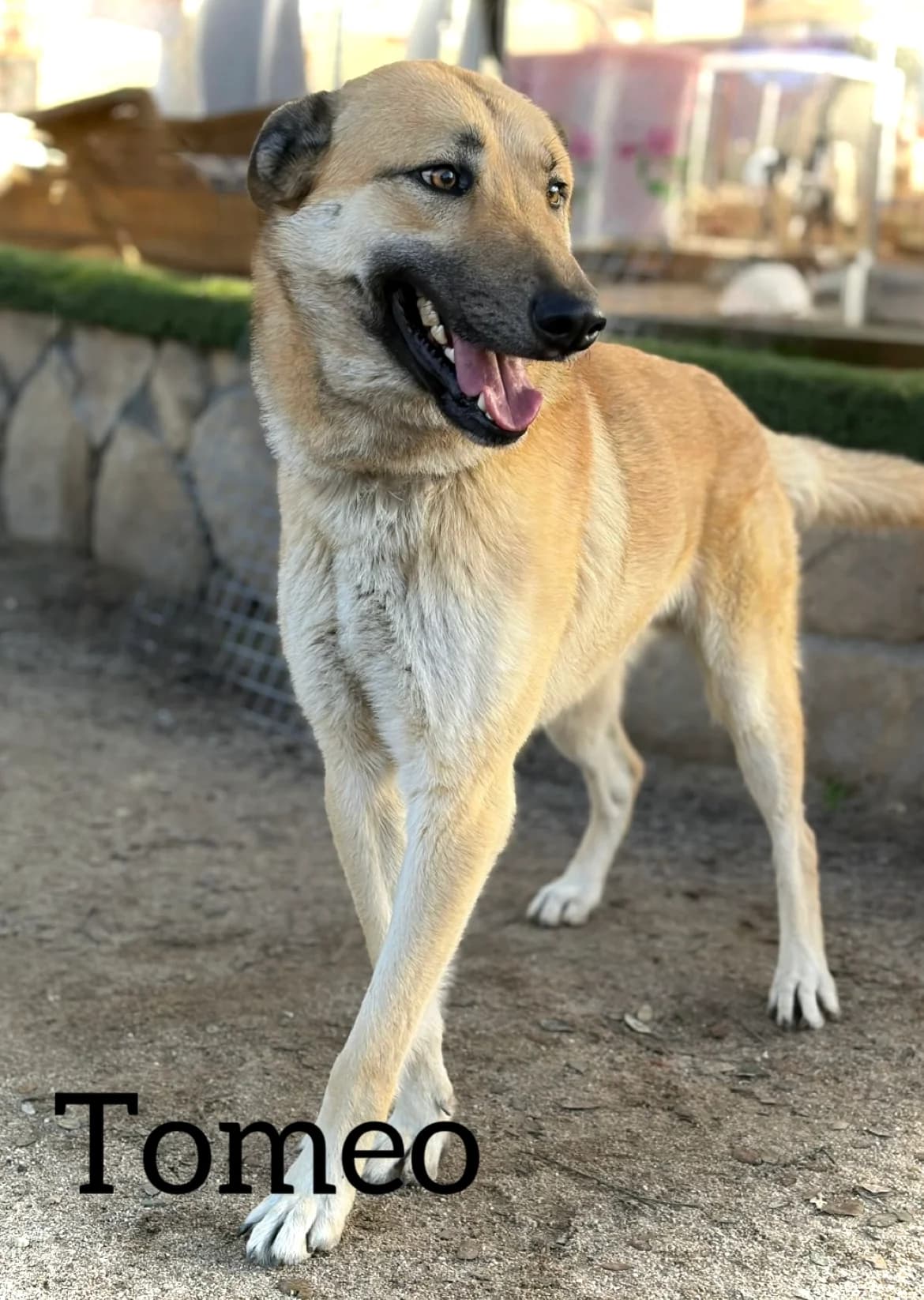 TOMEO, male young Mixed Breed for adoption at DogHorseCity, Toledo