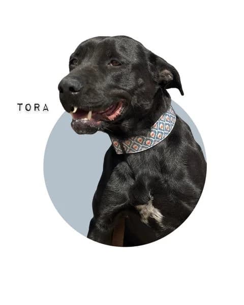 TORA (@vayahuellas), 7yo Labrador Retriever for adoption at DogHorseCity, Toledo