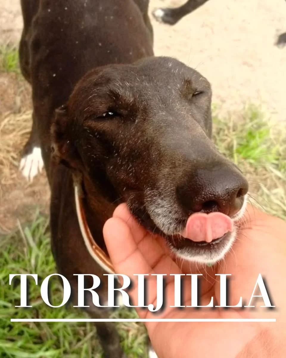 TORRIJILLA, 4yo mixed breed for adoption at DogHorseCity, Toledo