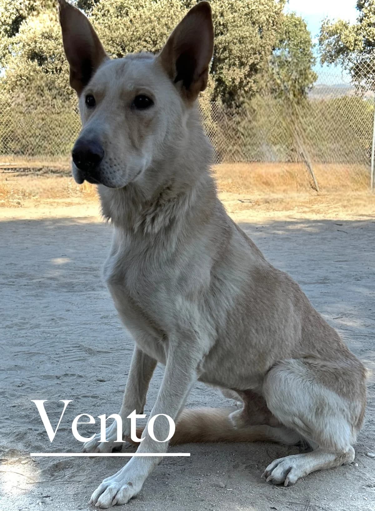 VENTO, male senior Can de Palleiro for adoption at DogHorseCity, Toledo