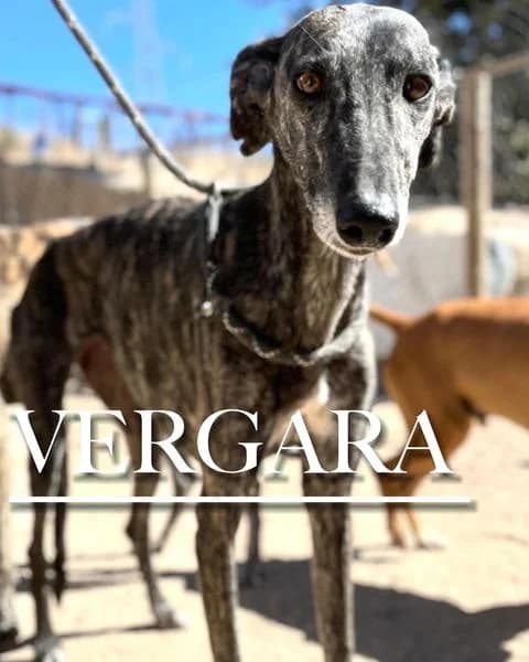 VERGARA, 6yo mixed breed for adoption at DogHorseCity, Toledo