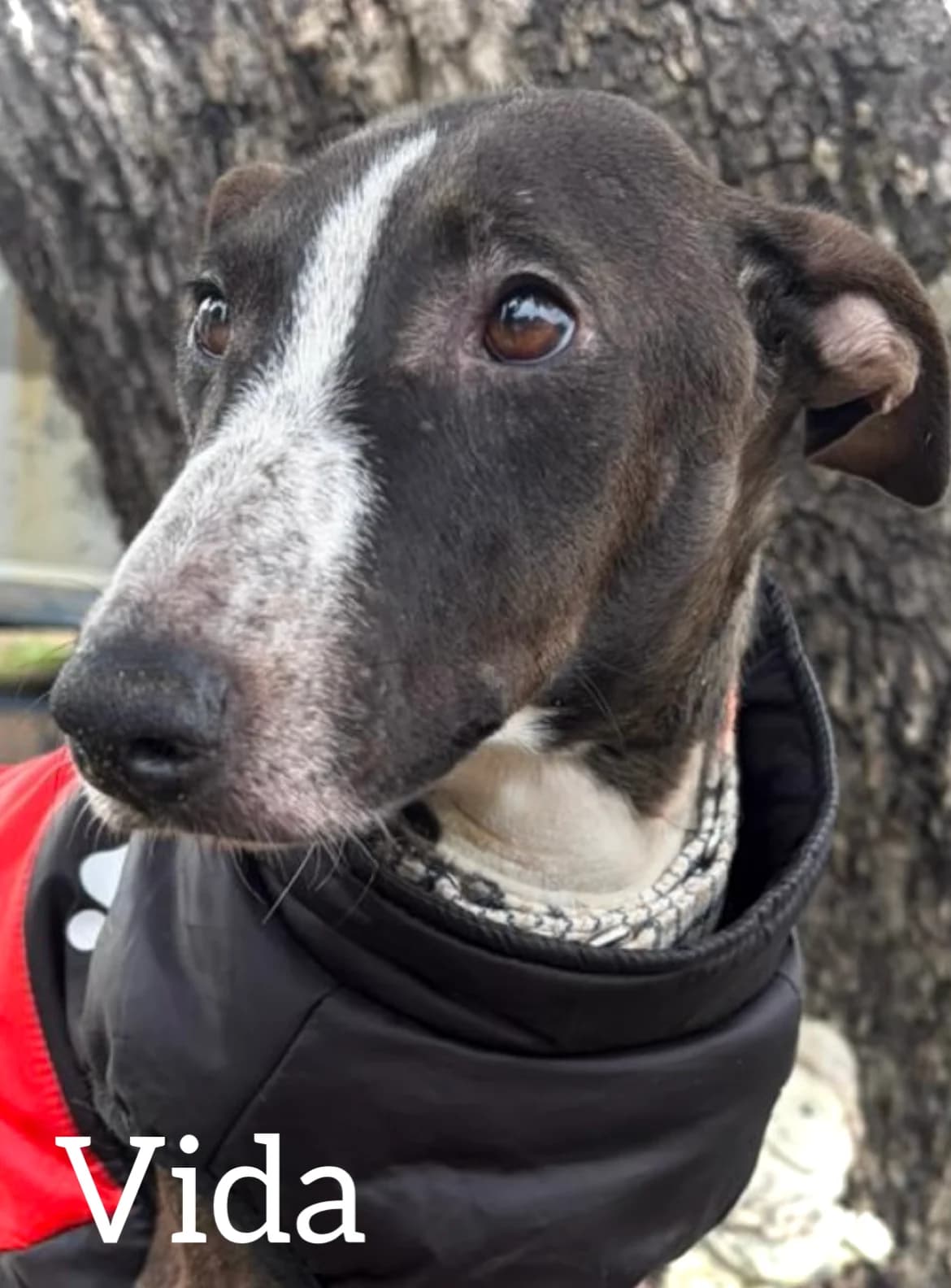 VIDA, female young Mixed Breed for adoption at DogHorseCity, Toledo