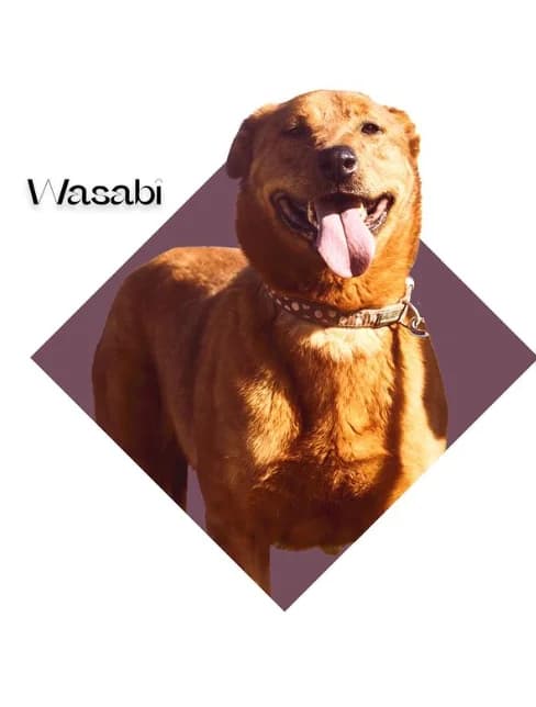 WASABI, senior Mixed Breed for adoption at DogHorseCity, Toledo