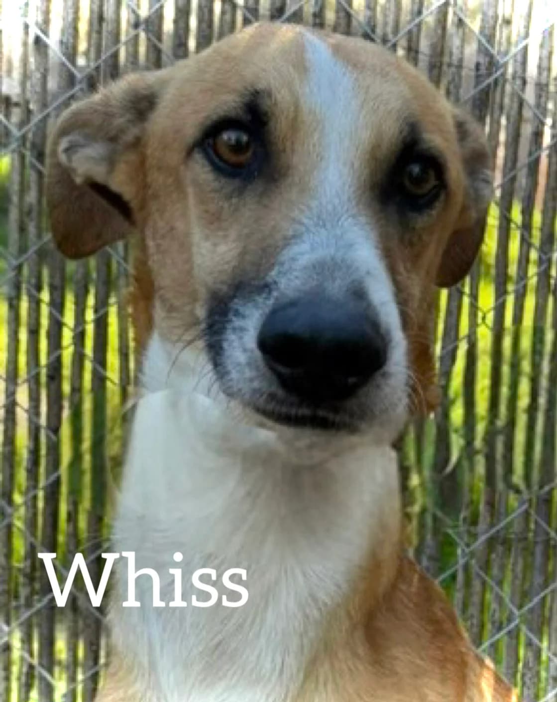 WHISS, male 4yo Galgo Español for adoption at DogHorseCity, Toledo