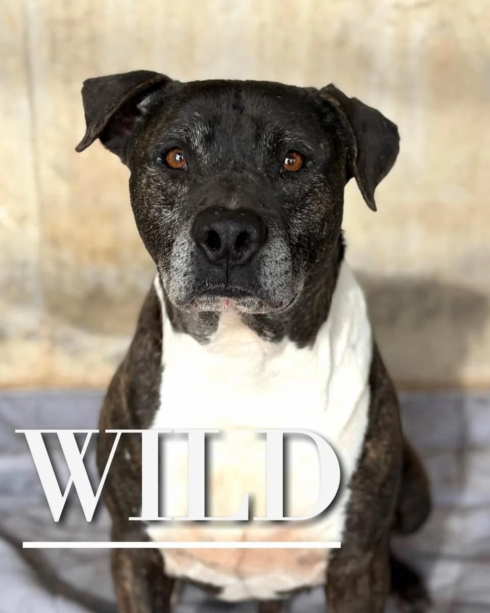 WILD, 6yo Pit Bull Terrier for adoption at DogHorseCity, Toledo