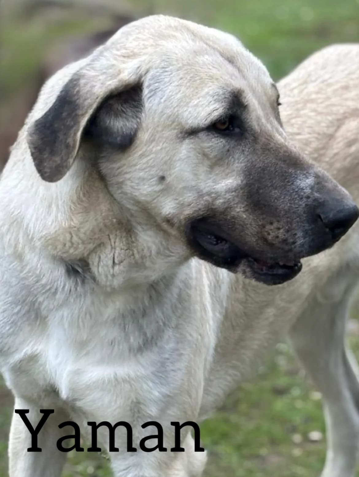 YAMAN, male 3yo mixed breed for adoption at DogHorseCity, Toledo