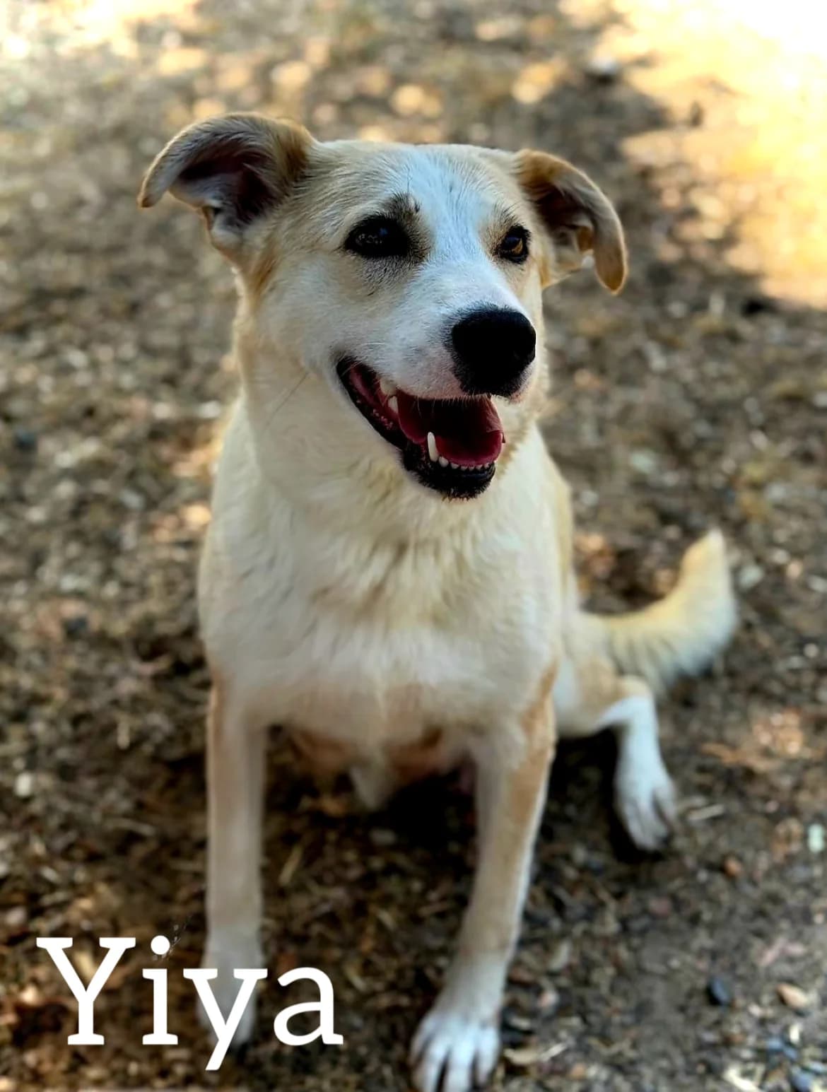 YIYA, female 5yo Mixed Breed for adoption at DogHorseCity, Toledo