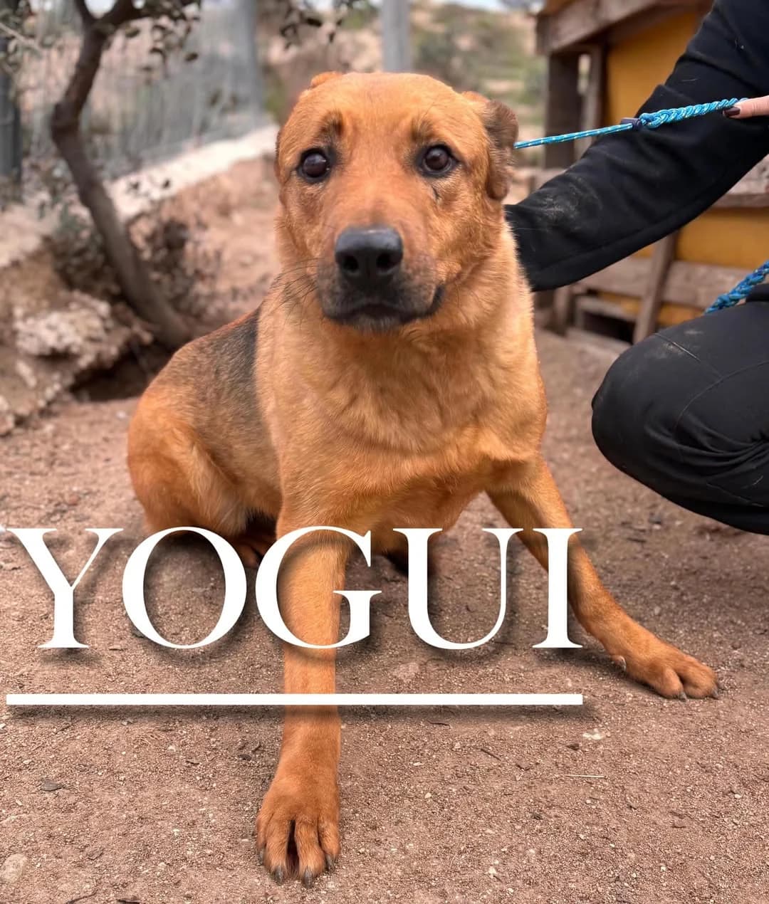 YOGUI, 7yo mixed breed for adoption at DogHorseCity, Toledo
