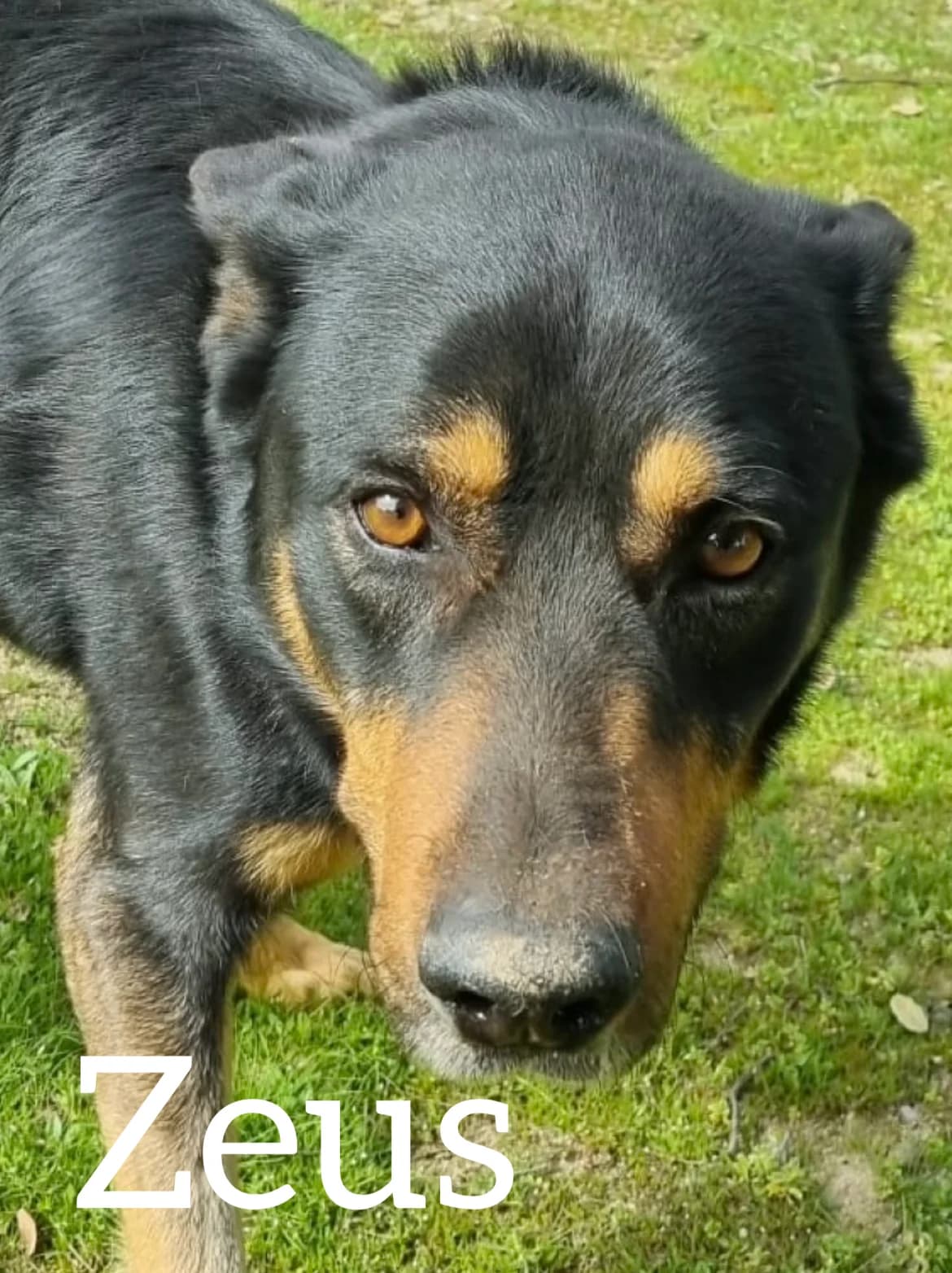 ZEUS, male senior German Shepherd for adoption at DogHorseCity, Toledo