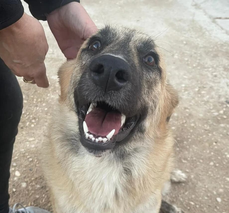 ÁFRICA, puppy Mixed Breed for adoption at El Refugio de Lluna