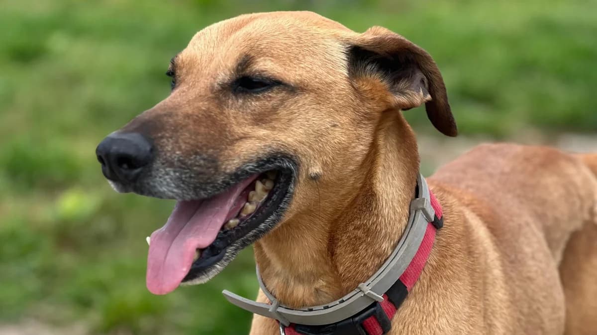 Nuestro querido WALTER 🥎, Mixed Breed for adoption at El Refugio Escuela Marlene