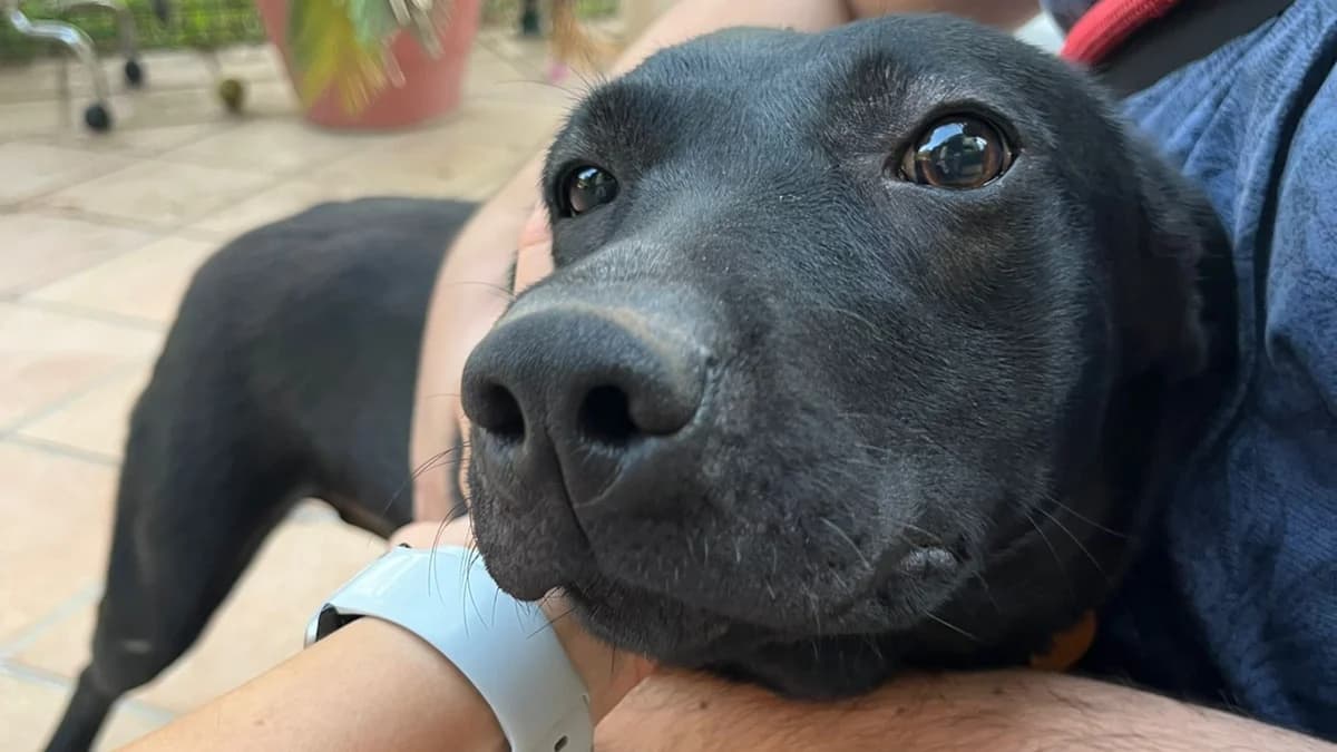 LUNA busca un hogar, Mixed Breed for adoption at El Refugio Escuela Marlene