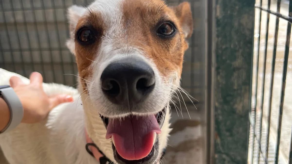 Conoce a VILMA, Mixed Breed for adoption at El Refugio Escuela Marlene
