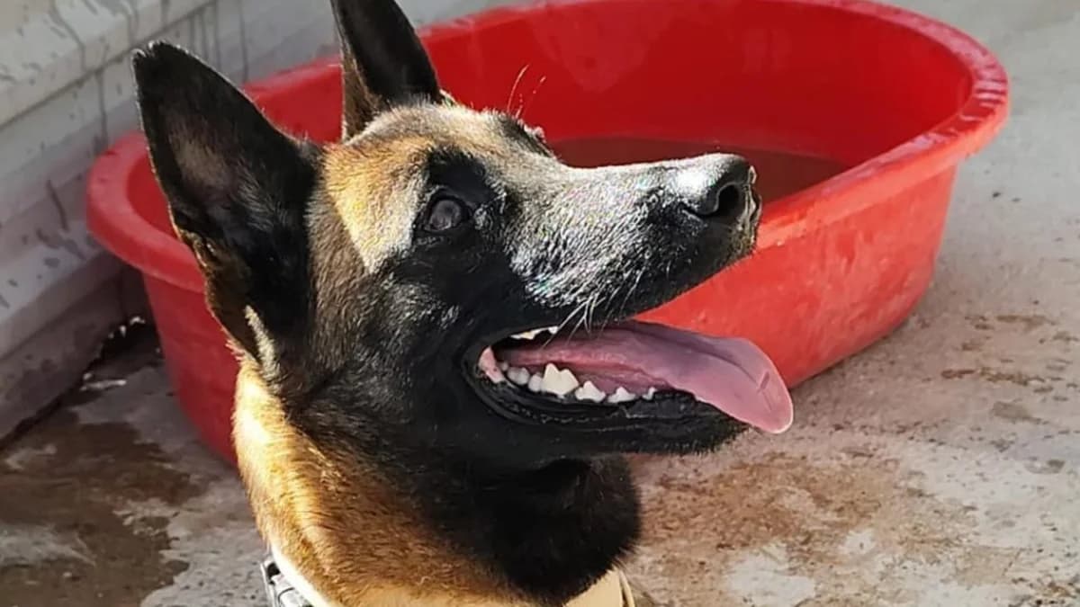 KIRA necesita un hogar, female Mixed Breed for adoption at El Refugio Escuela Marlene