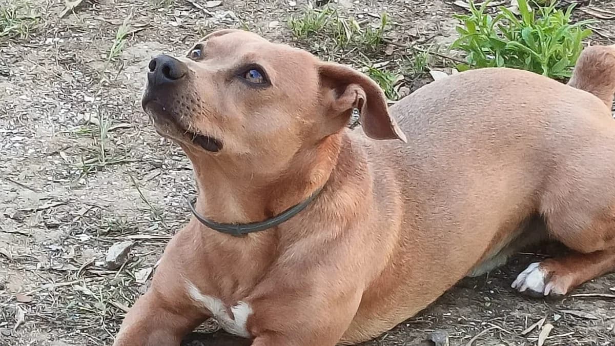 La triste historia de NACHITO, Mixed Breed for adoption at El Refugio Escuela Marlene