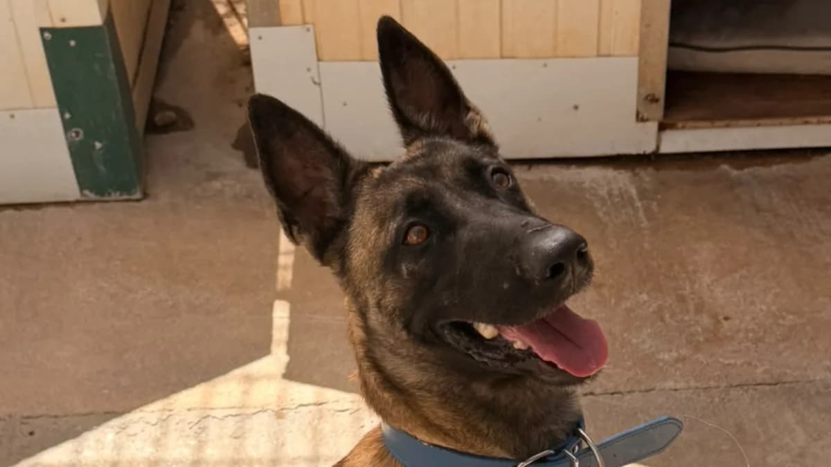SERENA 🐾 Pura energía, puro amor y una familia por encontrar, female Mixed Breed for adoption at El Refugio Escuela Marlene