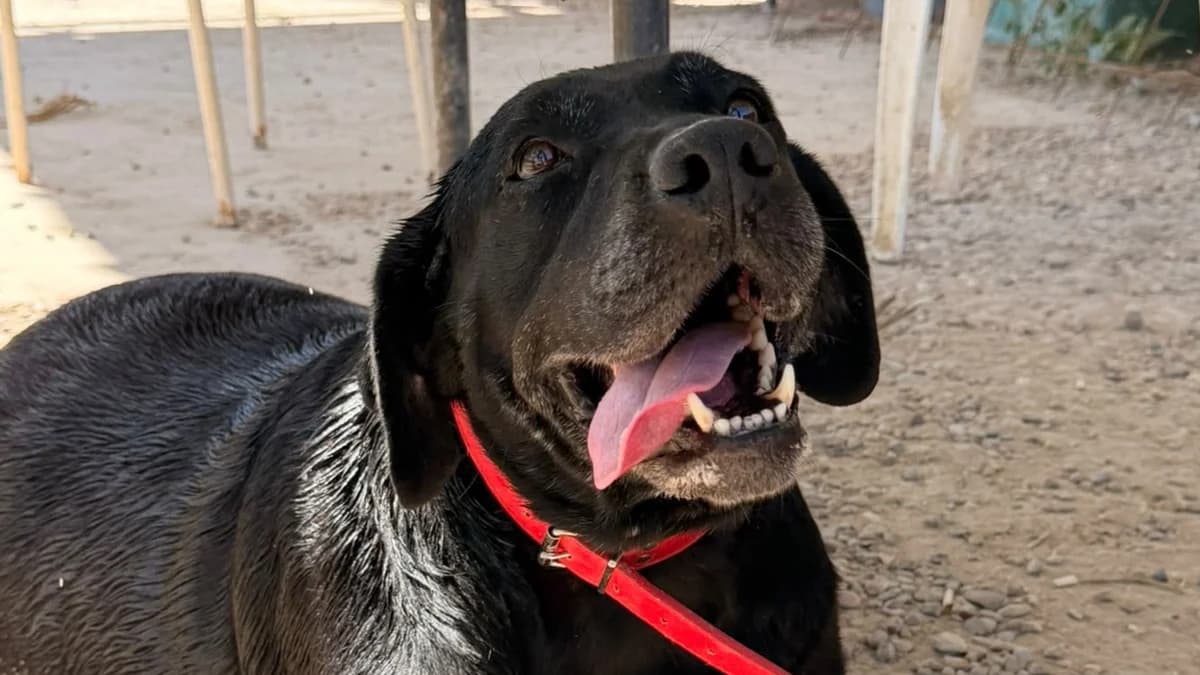 LUNA 🌙 Una mirada dulce que solo pide una oportunidad, female senior Mixed Breed for adoption at El Refugio Escuela Marlene