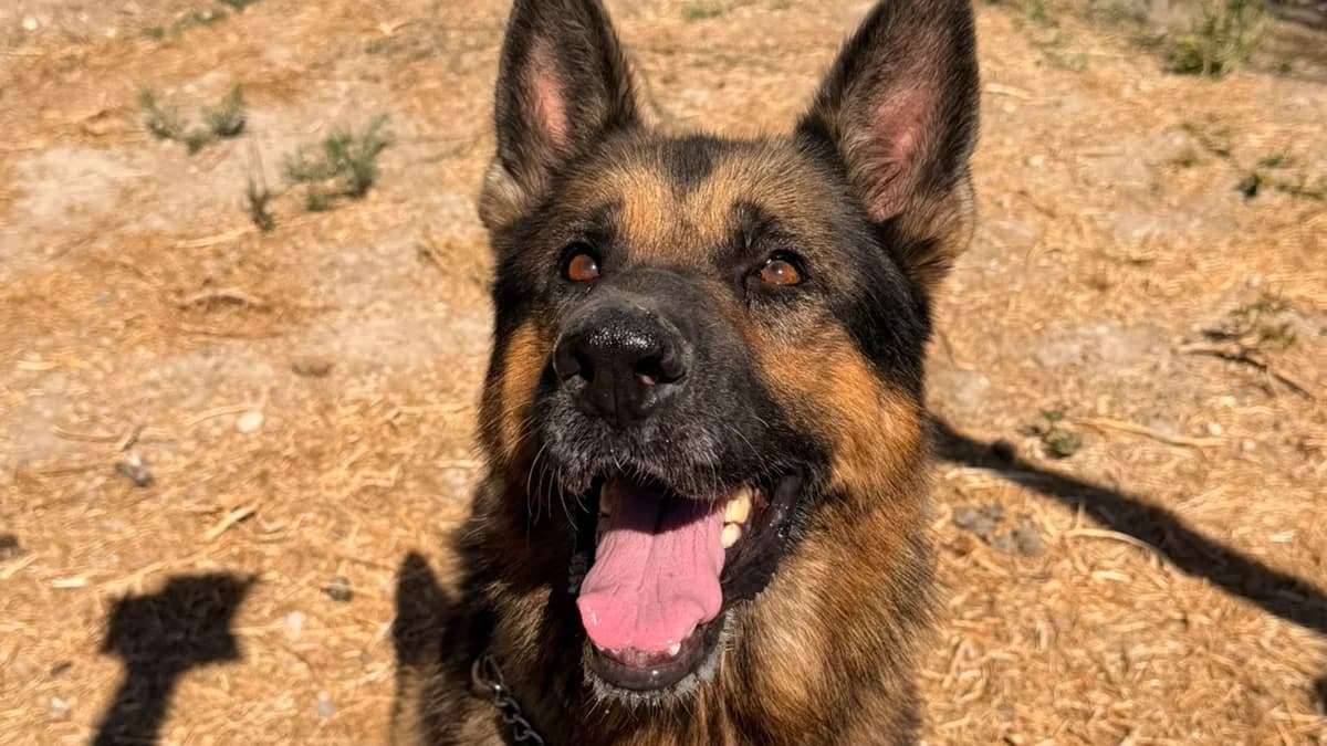 IRON 🥺 A sus 9 años, la vida le ha obligado a empezar de nuevo, senior Mixed Breed for adoption at El Refugio Escuela Marlene