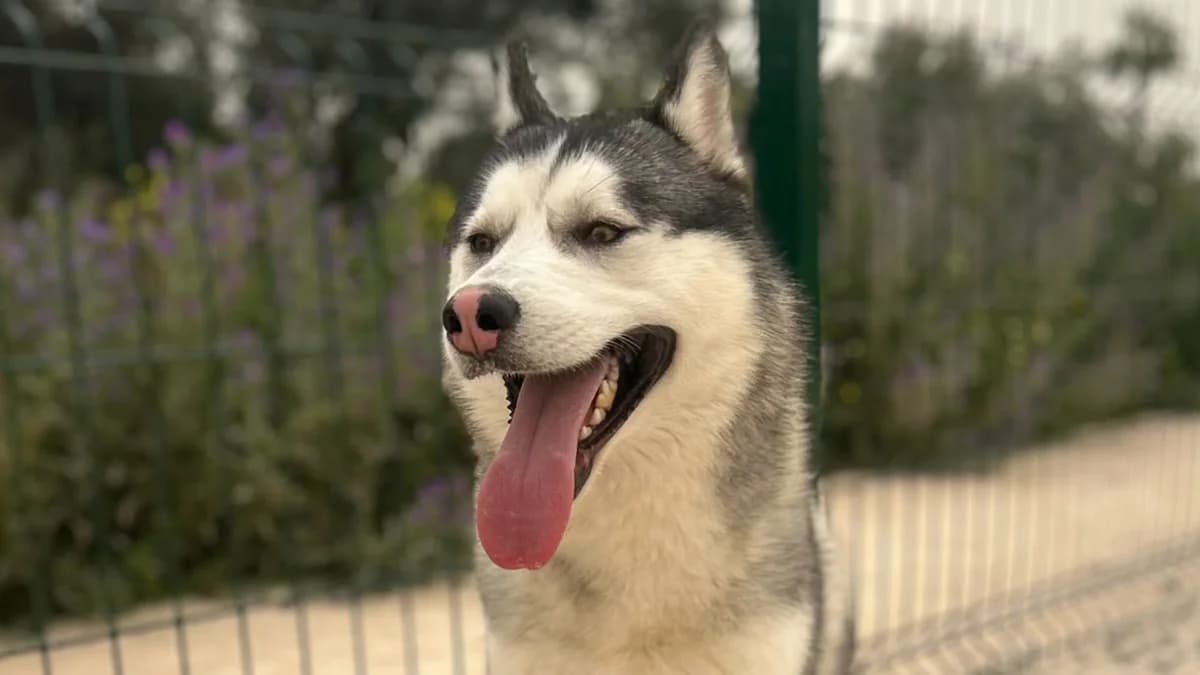 ROLO 🐺 solo quiere volver a ser uno más, male 4yo Mixed Breed for adoption at El Refugio Escuela Marlene