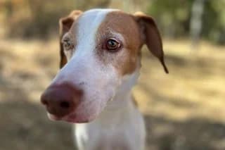 CÁSTOR, male senior Mixed Breed for adoption at El Refugio Madrid, Madrid