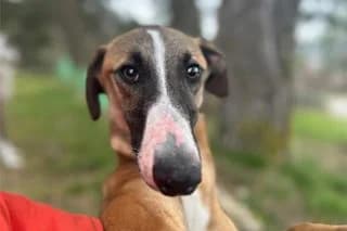 TOKITO, male young Galgo Español for adoption at El Refugio Madrid, Madrid