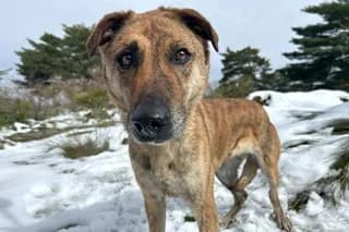 ÚRSULA, female 5yo Mixed Breed for adoption at El Refugio Madrid, Madrid