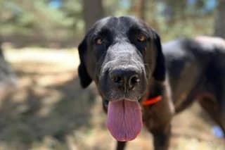 MANDY, female 6yo Mixed Breed for adoption at El Refugio Madrid, Madrid